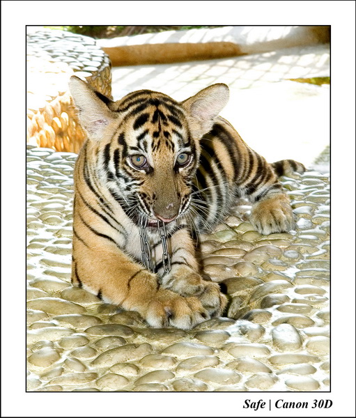 2006 - 08 - Pattaya - Crocodile farm 24